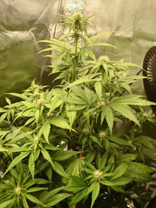 AA+BB+CC RF3 - AI-Grow. Week 7