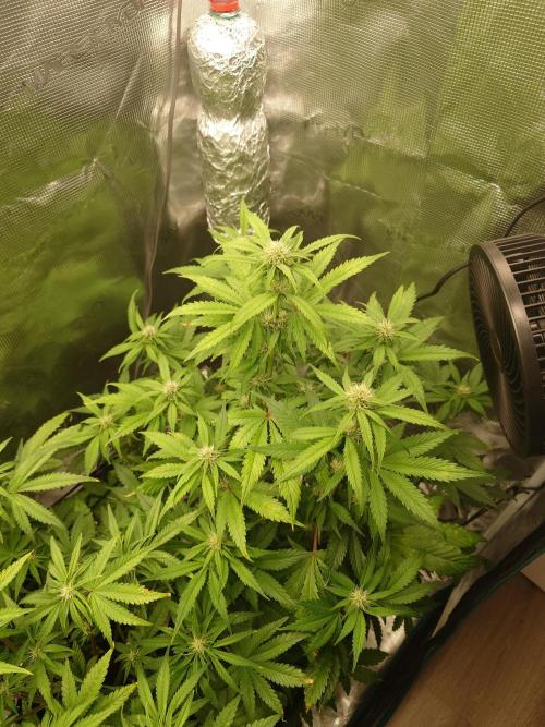AA+BB+CC RF3 - AI-Grow. Week 7
