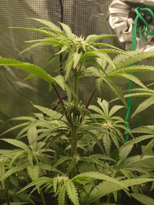 AA+BB+CC RF3 - AI-Grow. Week 7