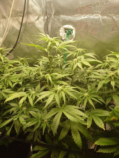 AA+BB+CC RF3 - AI-Grow. Week 7