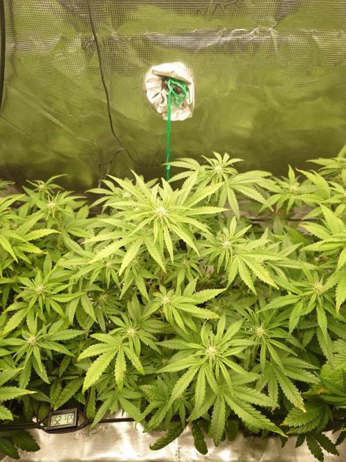 AA+BB+CC RF3 - AI-Grow. Week 7