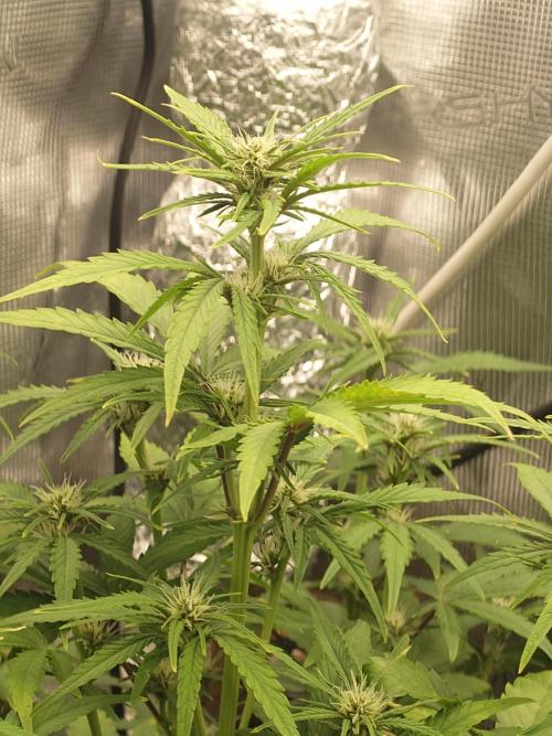 AA+BB+CC RF3 - AI-Grow. Week 7