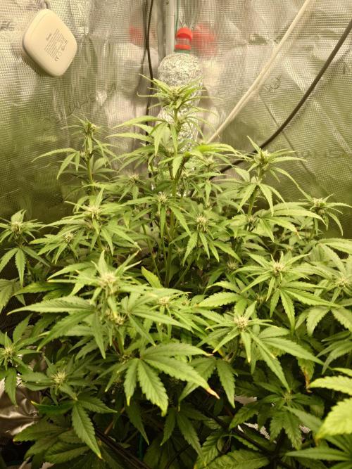AA+BB+CC RF3 - AI-Grow. Week 7