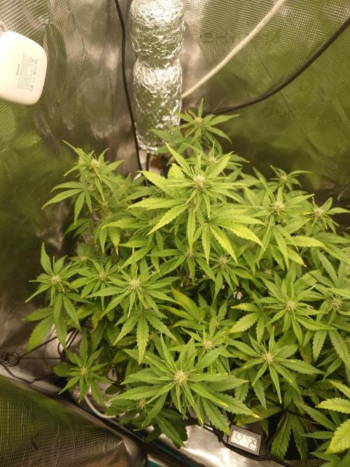 AA+BB+CC RF3 - AI-Grow. Week 7