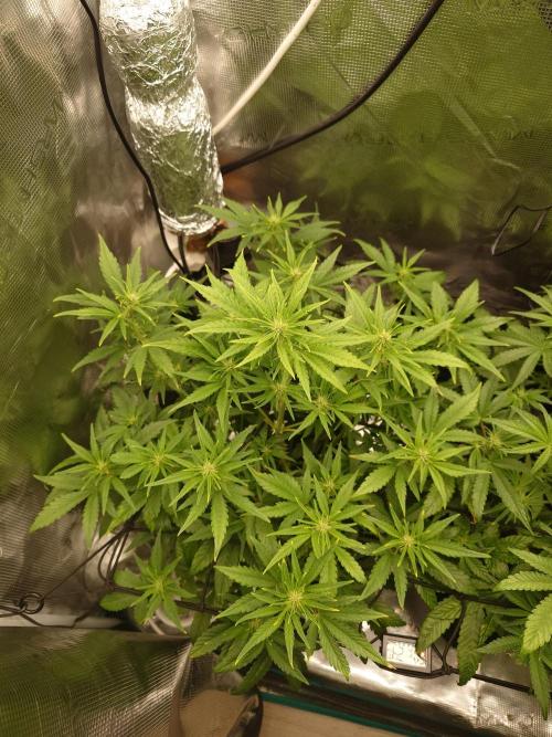 AA+BB+CC RF3 - AI-Grow. Week 7