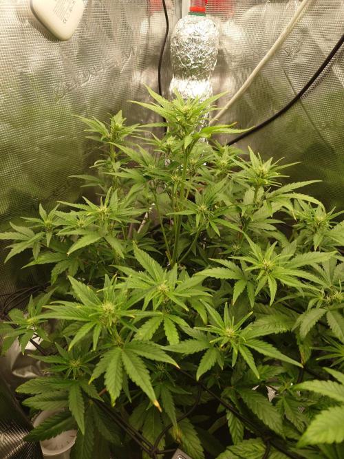 AA+BB+CC RF3 - AI-Grow. Week 7