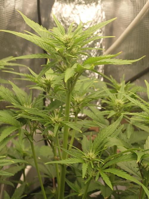 AA+BB+CC RF3 - AI-Grow. Week 7