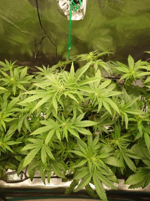 AA+BB+CC RF3 - AI-Grow. Week 7