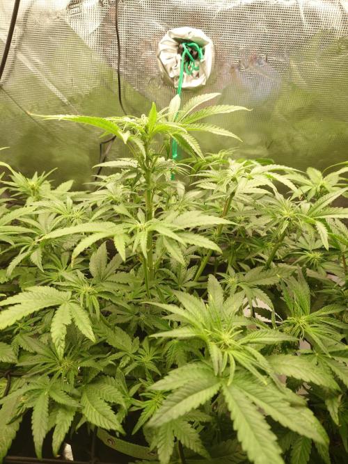 AA+BB+CC RF3 - AI-Grow. Week 7