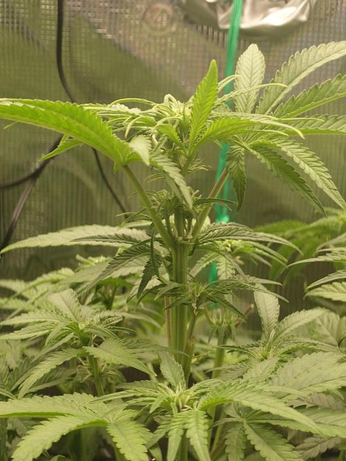 AA+BB+CC RF3 - AI-Grow. Week 7