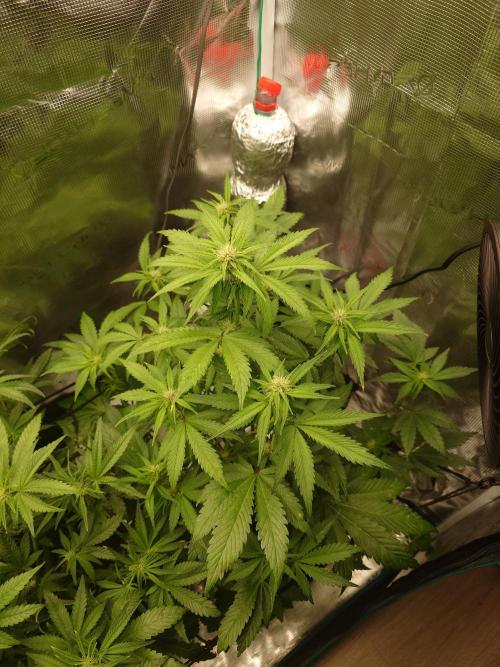 AA+BB+CC RF3 - AI-Grow. Week 7