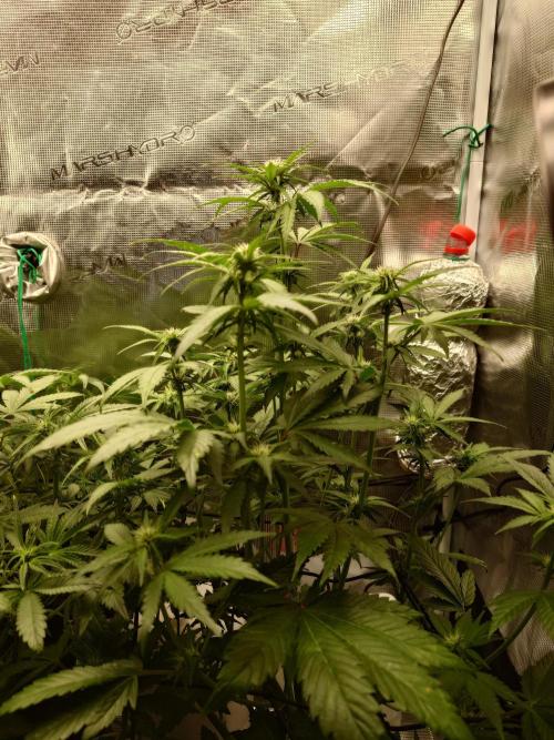 AA+BB+CC RF3 - AI-Grow. Week 7