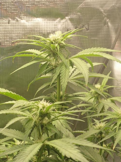 AA+BB+CC RF3 - AI-Grow. Week 7