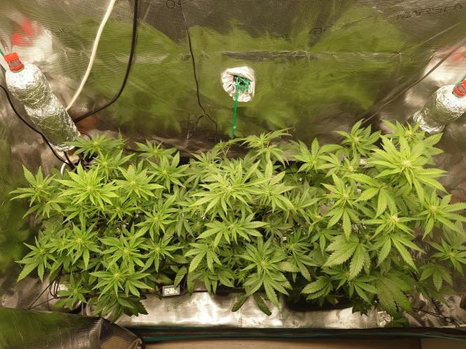 AA+BB+CC RF3 - AI-Grow. Week 7