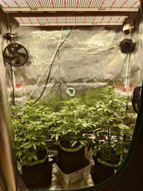 AA+BB+CC RF3 - AI-Grow. Week 7