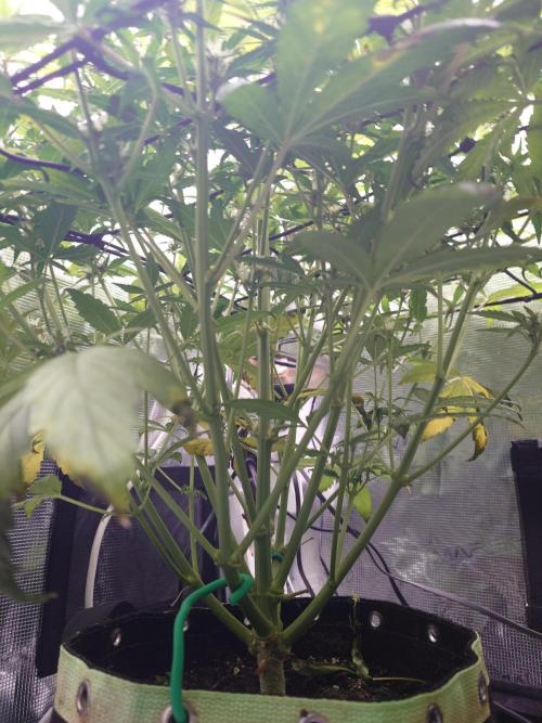 AA+BB+CC RF3 - AI-Grow. Week 8
