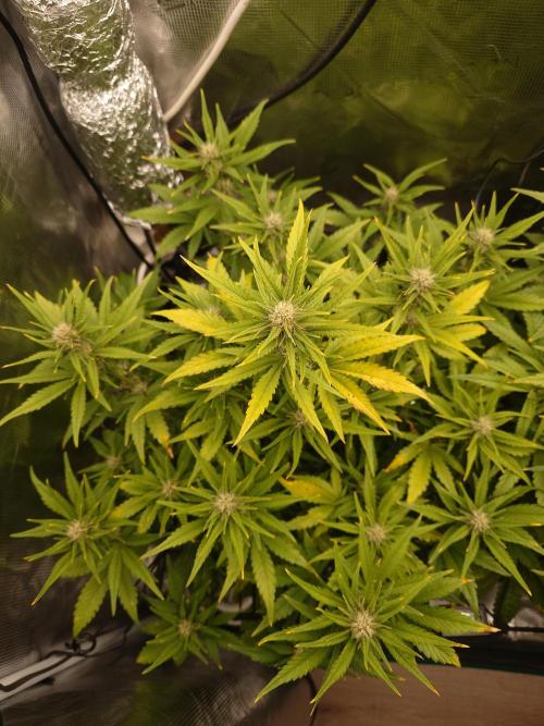 AA+BB+CC RF3 - AI-Grow. Week 8