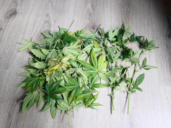 AA+BB+CC RF3 - AI-Grow. Week 8