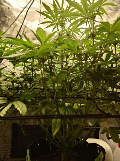 AA+BB+CC RF3 - AI-Grow. Week 8