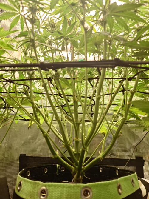 AA+BB+CC RF3 - AI-Grow. Week 8