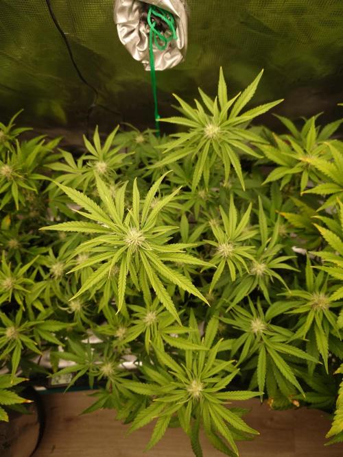 AA+BB+CC RF3 - AI-Grow. Week 8