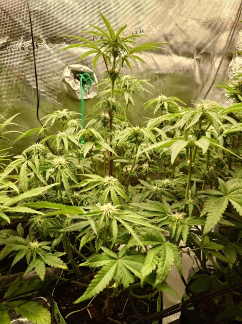 AA+BB+CC RF3 - AI-Grow. Week 8