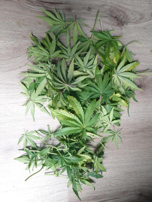 AA+BB+CC RF3 - AI-Grow. Week 8