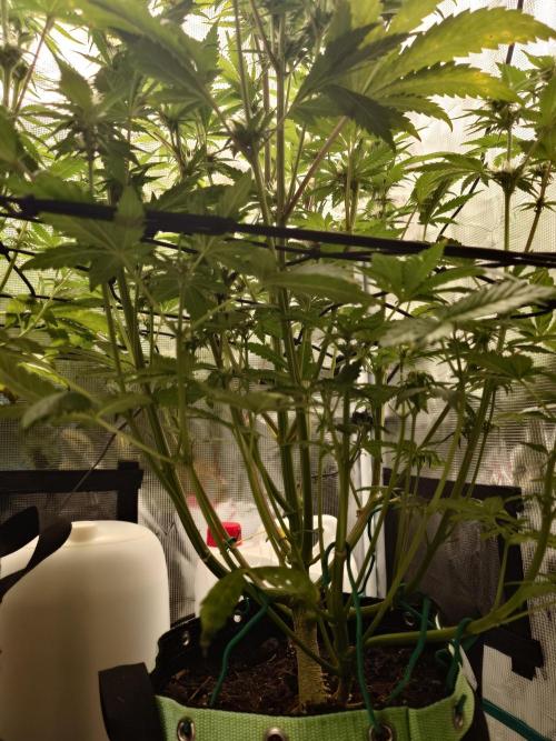 AA+BB+CC RF3 - AI-Grow. Week 8