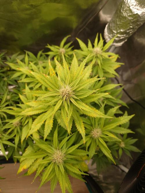 AA+BB+CC RF3 - AI-Grow. Week 8
