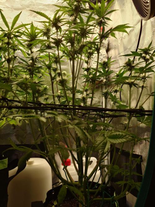 AA+BB+CC RF3 - AI-Grow. Week 8