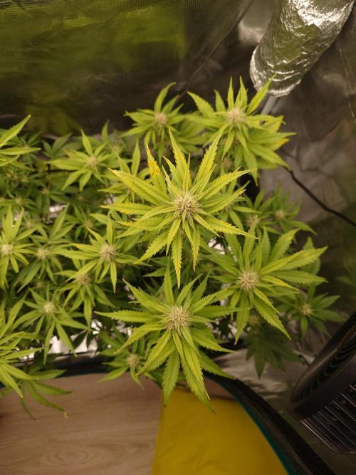 AA+BB+CC RF3 - AI-Grow. Week 8