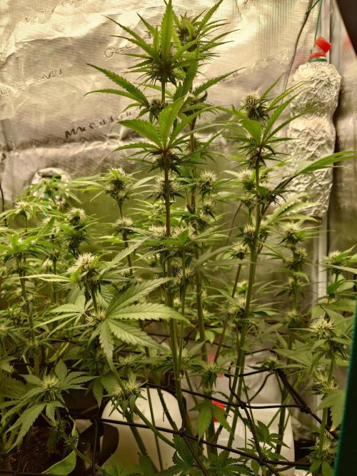 AA+BB+CC RF3 - AI-Grow. Week 8