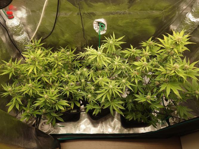 AA+BB+CC RF3 - AI-Grow. Week 8