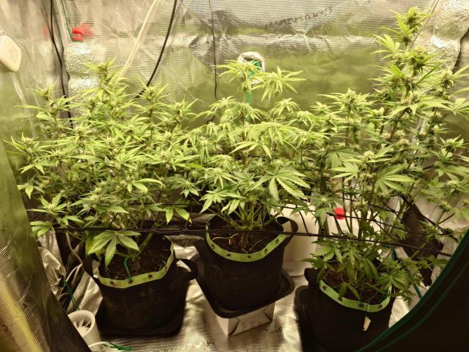 AA+BB+CC RF3 - AI-Grow. Week 8