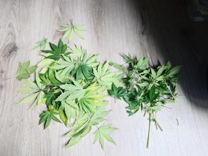 AA+BB+CC RF3 - AI-Grow. Week 8