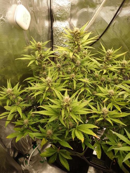 AA+BB+CC RF3 - AI-Grow. Week 8