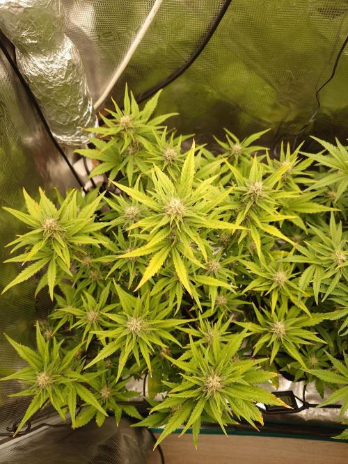 AA+BB+CC RF3 - AI-Grow. Week 8