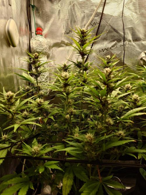 AA+BB+CC RF3 - AI-Grow. Week 8