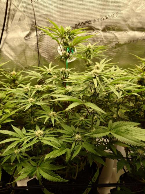 AA+BB+CC RF3 - AI-Grow. Week 8