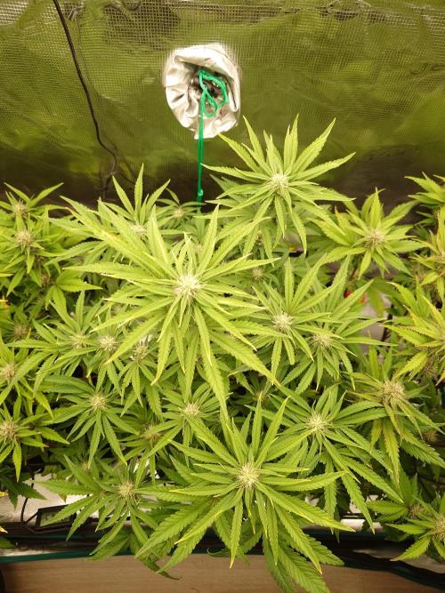 AA+BB+CC RF3 - AI-Grow. Week 8