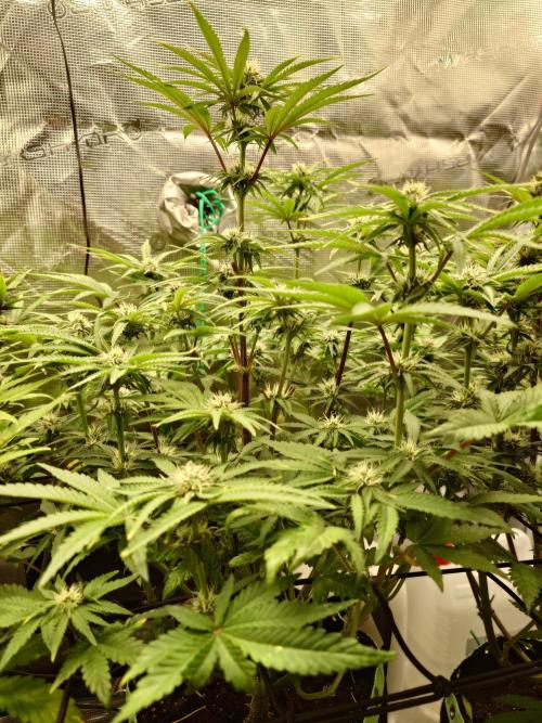 AA+BB+CC RF3 - AI-Grow. Week 8