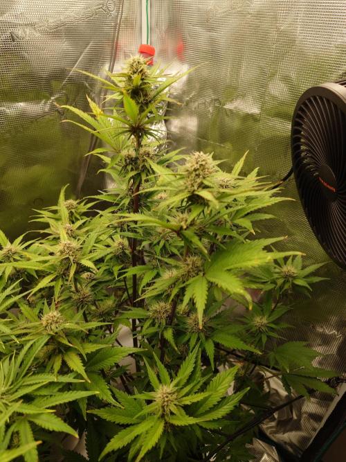 AA+BB+CC RF3 - AI-Grow. Week 8