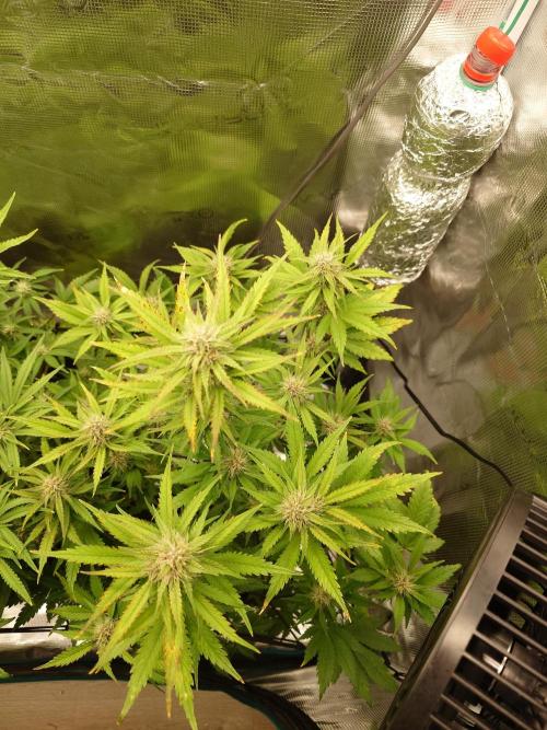 AA+BB+CC RF3 - AI-Grow. Week 8