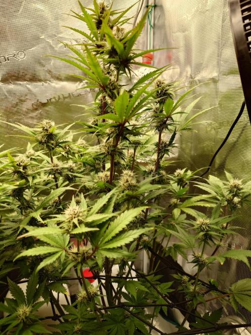 AA+BB+CC RF3 - AI-Grow. Week 8