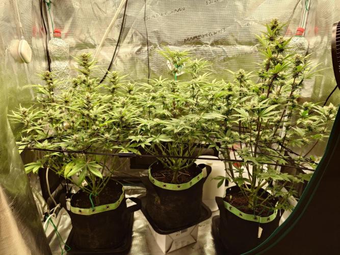 AA+BB+CC RF3 - AI-Grow. Week 8