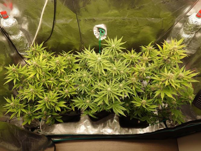 AA+BB+CC RF3 - AI-Grow. Week 8