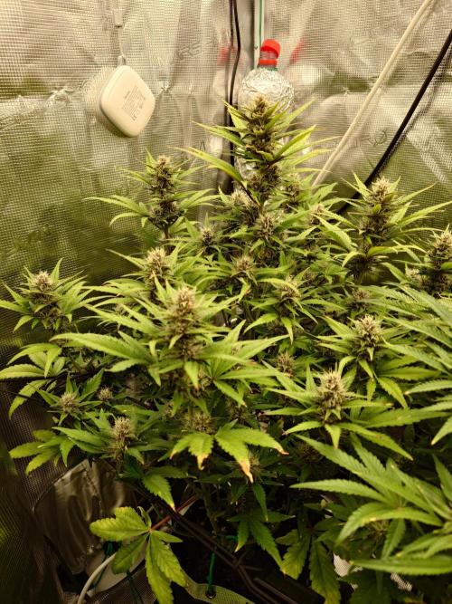 AA+BB+CC RF3 - AI-Grow. Week 8
