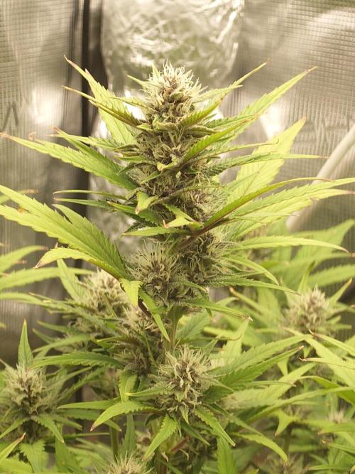 AA+BB+CC RF3 - AI-Grow. Week 8