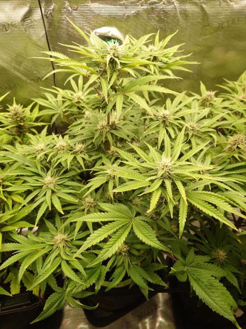 AA+BB+CC RF3 - AI-Grow. Week 8