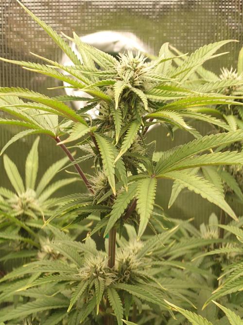 AA+BB+CC RF3 - AI-Grow. Week 8